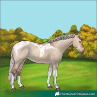 Horse Color:Silver Bay Dun Tobiano Rabicano 