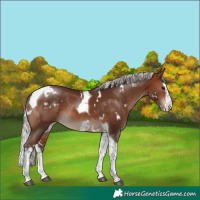 Horse Color:White Spotted Silver Brown Splash Tobiano 