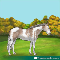 Horse Color:Silver Brown Dun Sabino Splash Tobiano Rabicano 