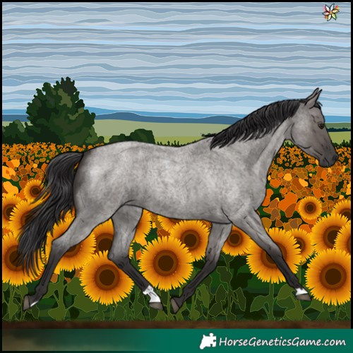 Horse Color:Smoky Grullo Roan 