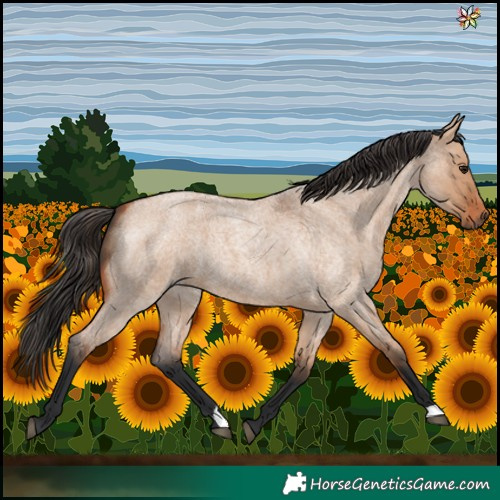 Horse Color:Bay Roan Dun 
