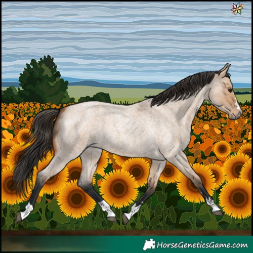 Horse Color:Bay Roan Dun 