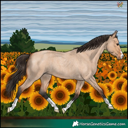 Horse Color:Bay Roan Dun 