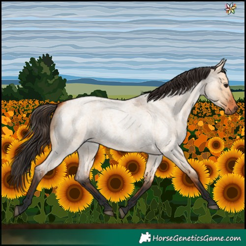 Horse Color:Bay Roan Dun 