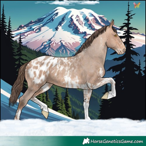 Horse Color:Amber Champagne Sabino Tobiano Appaloosa  and Amber Champagne Sabino Tobiano Appaloosa 