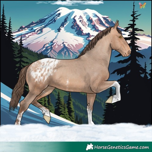 Horse Color:Amber Champagne Sabino Tobiano Appaloosa  and Amber Champagne Sabino Tobiano Appaloosa 