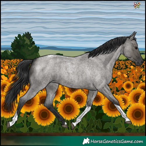 Horse Color:Grullo Roan Tobiano 