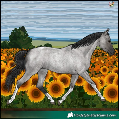 Horse Color:Grullo Roan Tobiano 