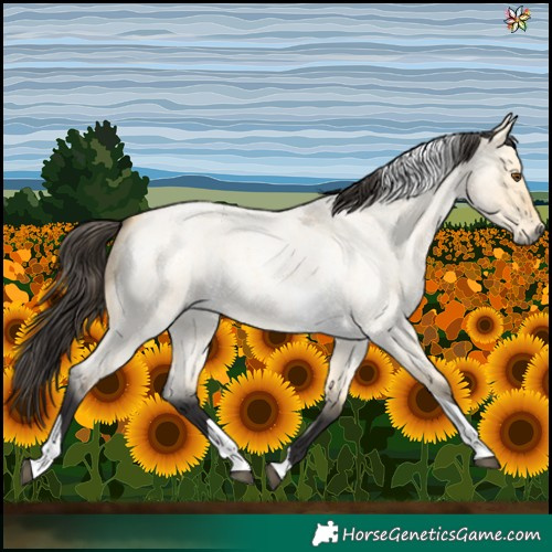 Horse Color:Buckskin Roan Dun Tobiano 