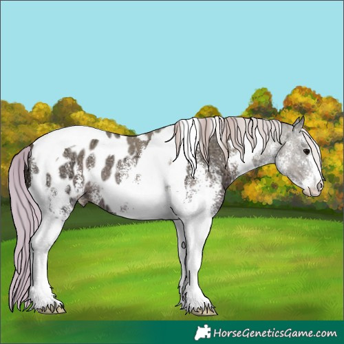 Horse Color:White Spotted Silver Black Ice Tobiano Appaloosa 