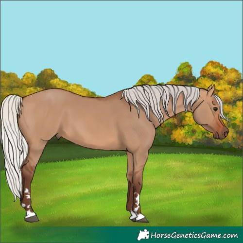 Horse Color:Unknown 