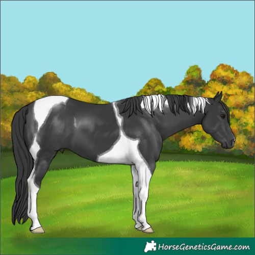 Horse Color:Black Tobiano 
