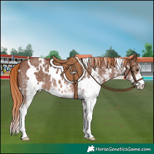 Horse Color:White Spotted Chestnut 