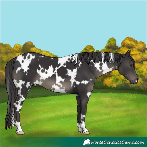 Horse Color:White Spotted Smoky Black