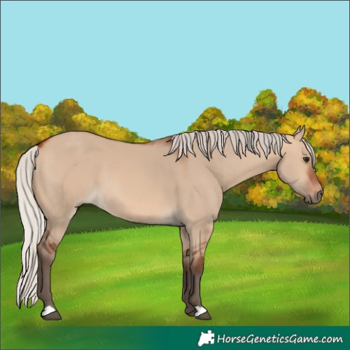 Horse Color:Unknown 