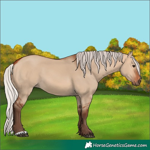 Horse Color:Unknown 