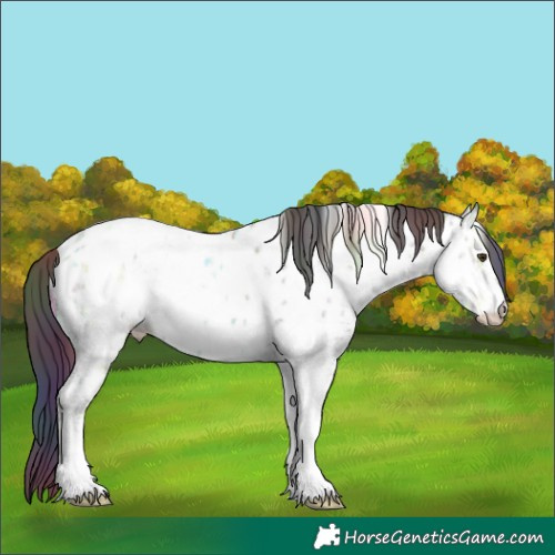 Horse Color:Nacre White Spotted Liver Red Dun Ice Appaloosa Rabicano 