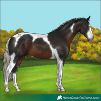 Horse Color:Gray White Spotted Silver Brown Tobiano 