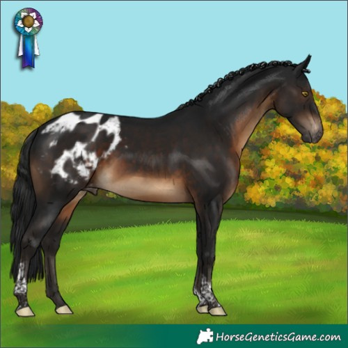 Horse Color:Gray Brown Tobiano Appaloosa