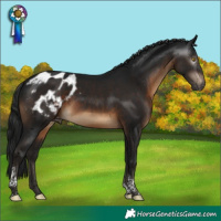 Horse Color:Gray Brown Tobiano Appaloosa 