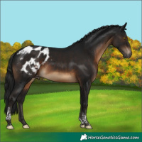 Horse Color:Gray Brown Tobiano Appaloosa 