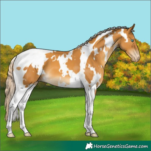 Horse Color:White Spotted Gold Cream Champagne Tobiano Appaloosa 