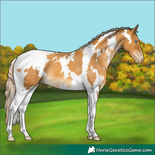 Horse Color:White Spotted Gold Cream Champagne Tobiano Varnish 