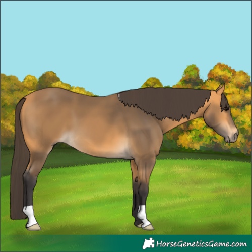 Horse Color:Buckskin 