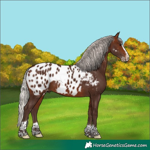 Horse Color:Silver Brown Splash Tobiano Near Leopard 