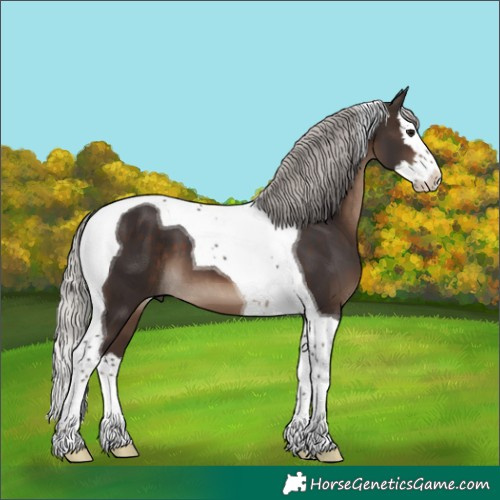 Horse Color:Silver Brown Splash Tobiano 
