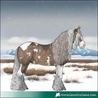 Horse Color:White Spotted Silver Grullo Splash Tobiano Brindle