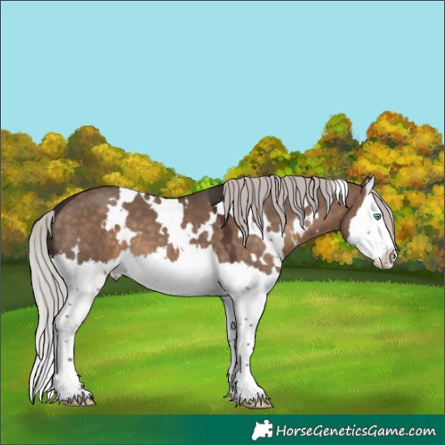 Horse Color:White Spotted Silver Brown Dun Sabino Splash 