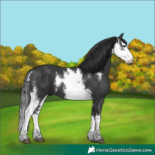 Horse Color:Black Sabino Splash 