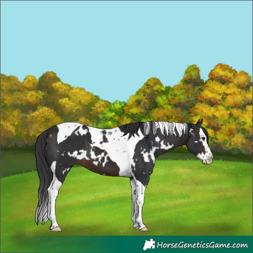 Horse Color:White Spotted Brown Splash Tobiano 