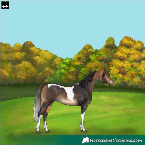 Horse Color:Buckskin Tobiano