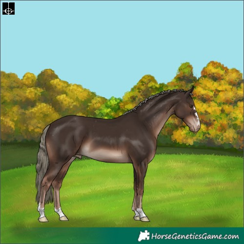 Horse Color:Liver Chestnut Mushroom Appaloosa 