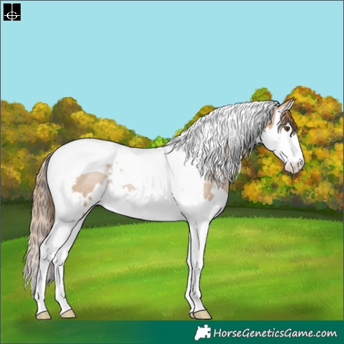 Horse Color:White Spotted Grullo Pearl Splash Tobiano Rabicano 
