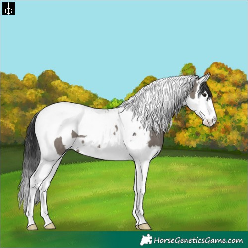 Horse Color:White Spotted Grullo Splash Tobiano 