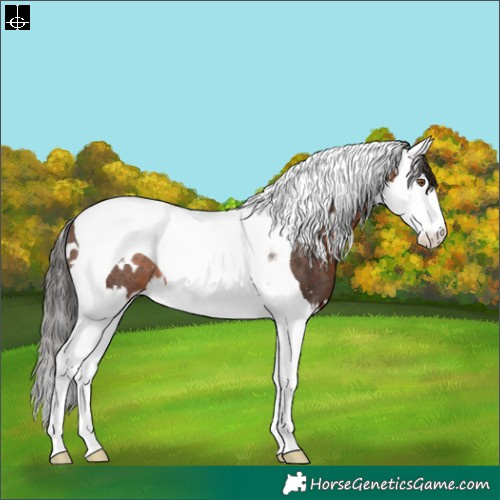 Horse Color:White Spotted Brown Splash Tobiano Rabicano 