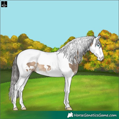 Horse Color:White Spotted Brown Dun Splash Tobiano 