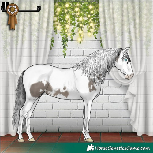 Horse Color:White Spotted Grullo Splash Tobiano 