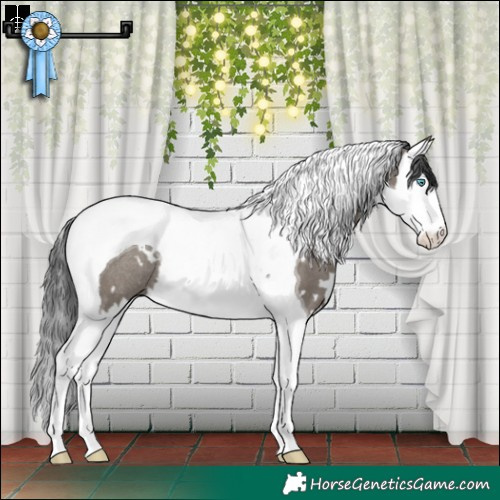 Horse Color:White Spotted Grullo Splash Tobiano Rabicano 