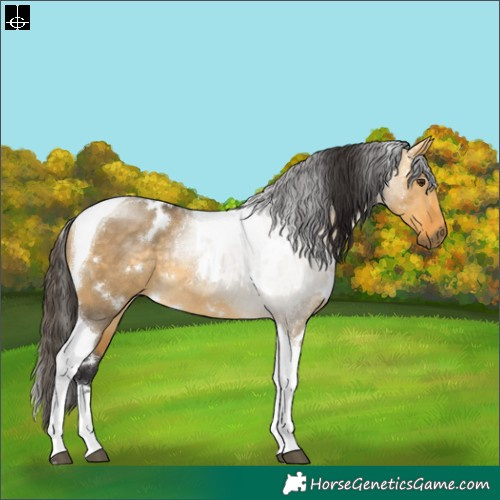 Horse Color:White Spotted Buckskin Dun Tobiano Rabicano 