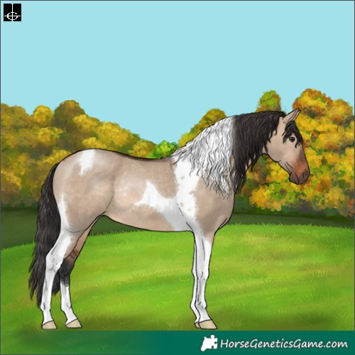 Horse Color:Brown Dun Tobiano Rabicano
