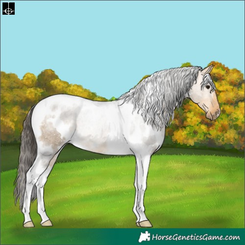 Horse Color:White Spotted Buckskin Tobiano Rabicano 