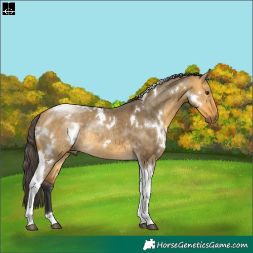 Horse Color:White Spotted Buckskin Dun Tobiano Rabicano