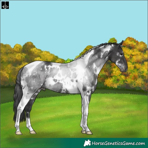 Horse Color:White Spotted Black Tobiano Rabicano