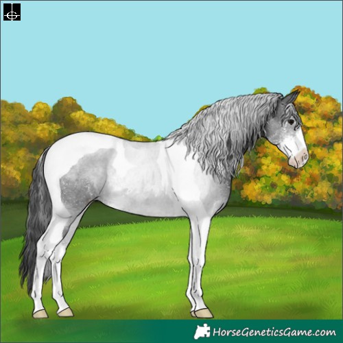 Horse Color:Black Sabino Tobiano