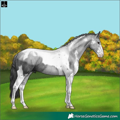 Horse Color:Black Sabino Tobiano Rabicano
