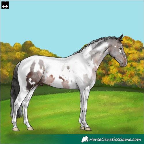 Horse Color:White Spotted Brown Tobiano Rabicano